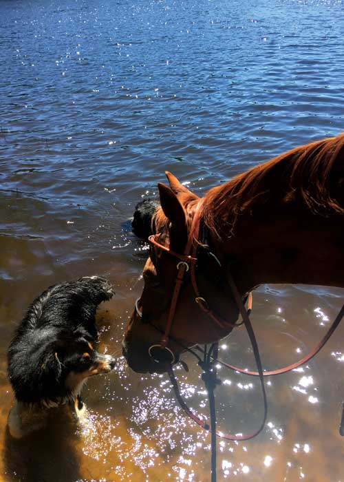 Pferd und Hund auf der French-Ranch